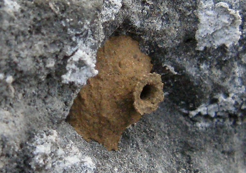 Gorytes sp. (Crabronidae)